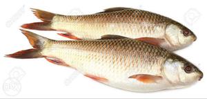 Rahu fish fresh