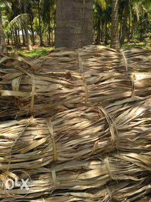 Pile Of Dried Coconut Leaves
