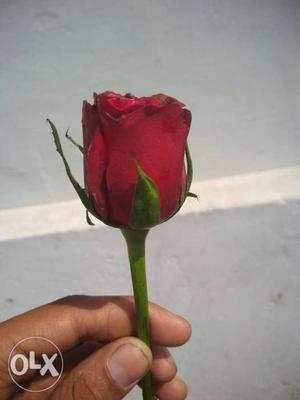 Red Rose In Raipur