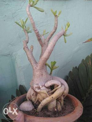 Adenium Obessum bonsai plant from seedling 7