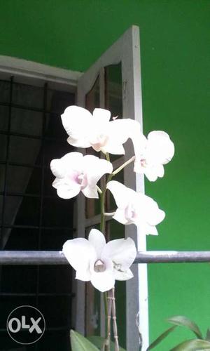 This is my garden all typs of orchids starting
