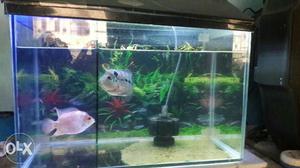 1.5 ft fish tank with head cover only 3 month use