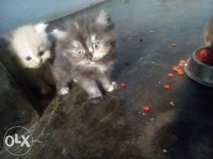 1 month Persian cats sale