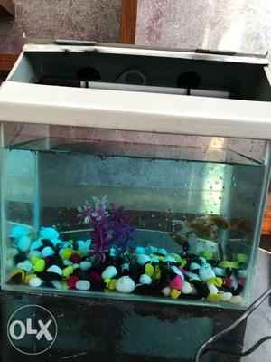 10 by 15 inch fish tank (3 fishes)