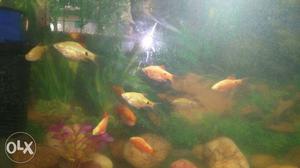 10 fishes of rosey barbs breed