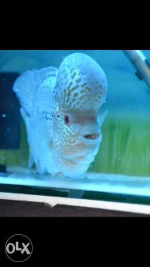 14 inch flowerhorn 2 years old for sale.