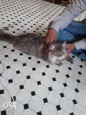 14months.old fhemal Persian cat