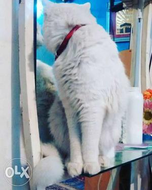 2 Persian Cat for sale male and female urgent sale