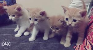 2 male and 2 female kitties, persion cats, each