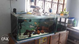 3 ft aquarium with canister filter, 2 wave makers