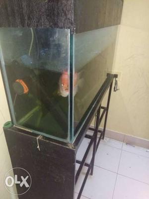 3feet fish tank and one flower horn fish with