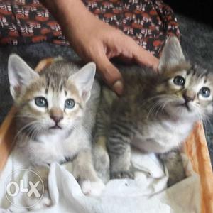 4 one month old kittens for adoption. 2 fully