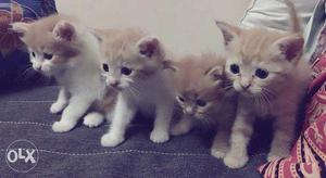 40days old Persian kitties for Sale Pair(1Male &
