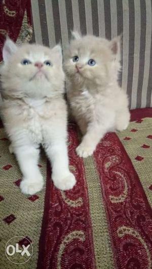 45 days fawn pure persian male kitten healthy