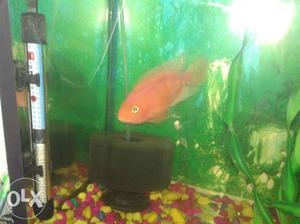 6 inches blood red parot fish very active