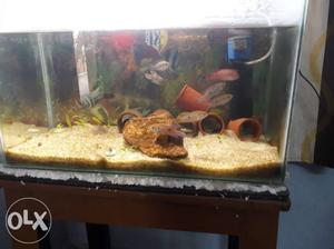 8 cichlid fishes