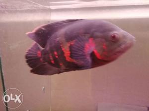 8 inch Oscar fish.. Pick up only