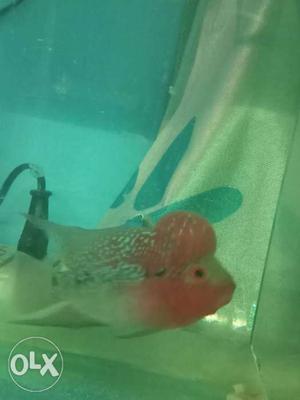 AA+ GRADE FLOWERHORN for sell to genuine and
