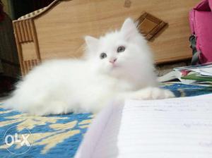 All colours persian kittens r available for