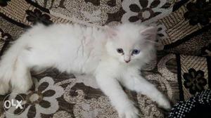 All colours persian kittens r available fr sell..