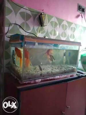 Aquarium 2'/1' size with side filter and Spong filter.