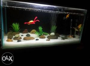 Aquarium 2FT New 1 month use only..