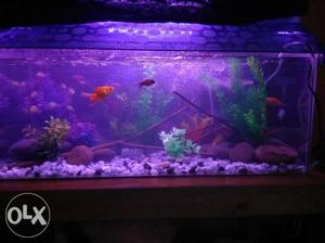 Aquarium for sake