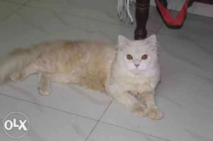 Arjent parson male cate his 1 /5 years his colour golden