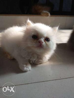 Beautiful Persian kittens for sell healthy and
