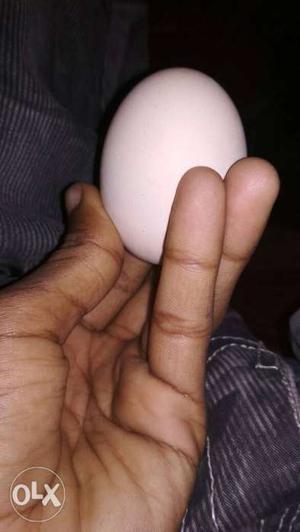 Beige Chicken Egg