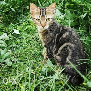 Bengal cat for sale 3month old at just#
