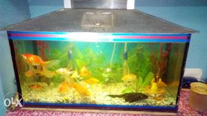 Best aquarium only 4months old and with 16 fishes