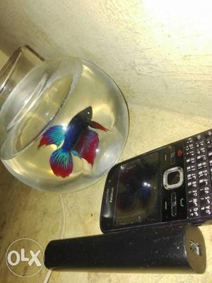 Black Power Bank, Black QWERTY Phone, And Blue Beta Fish