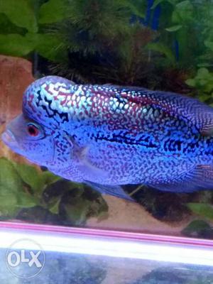 Blue And Red Flowerhorn Fish
