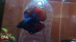 Blue, Red, And Brown Betta Fish
