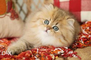 Blue eyes coffie color shade very punch face persian