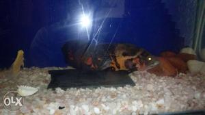 Brown And Black Oscar Fish breeding pair 8 inch