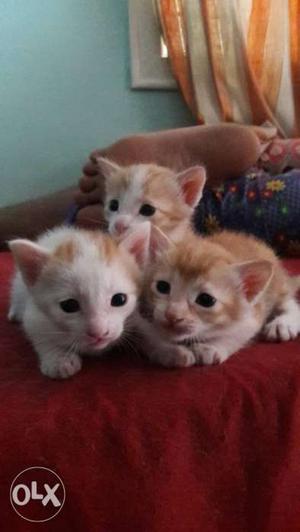 Cats just opened eyes...orange colour pls contact