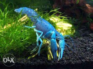 Confirm Breeding pair Electric Blue Lobsters Available