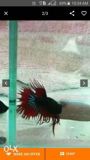 Crown tailed betta red and blue coloured tail