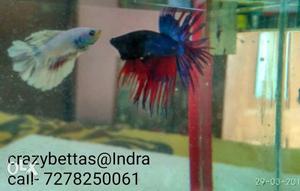 Crowntail betta Thailand breed. fixed price.