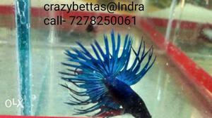 Crowntail betta. Thailand breed. fixed price.