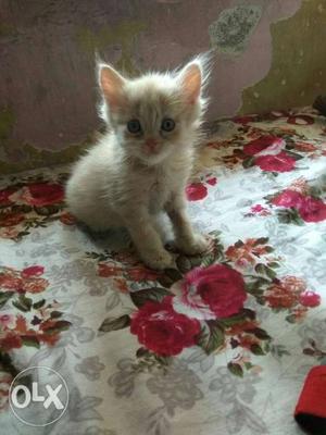 Doll face male.2month old.off white colour.its