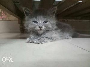 Doll face persian cat, Grey colour, approx 40
