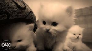 Doll face persian cat..per kitten rs