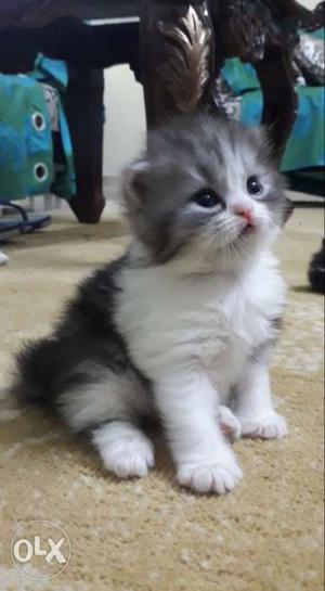 Doll face pure persian Female kitten 22days old
