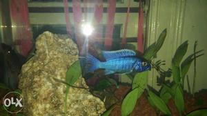 Electric blue fish
