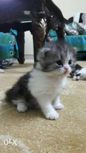 FEMALE Doll face pure perisan kitten 22days old very