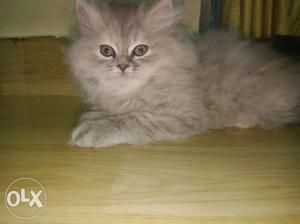 Female Persian Cat Semi Punch Face 3 Months Old