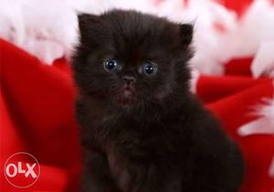 Female Persian Kitten-1 Month Old